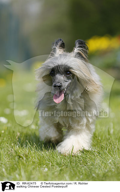 walking Chinese Crested Powderpuff / RR-82475