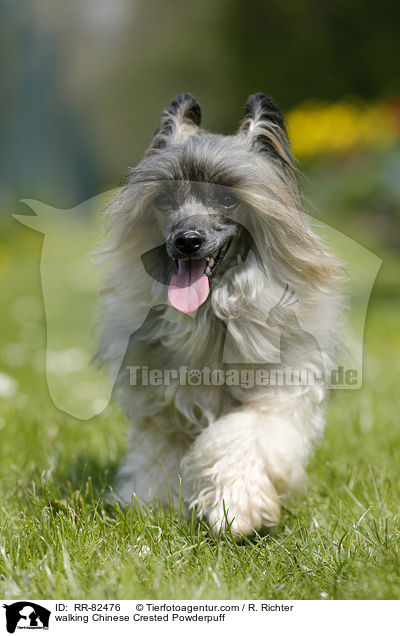 walking Chinese Crested Powderpuff / RR-82476