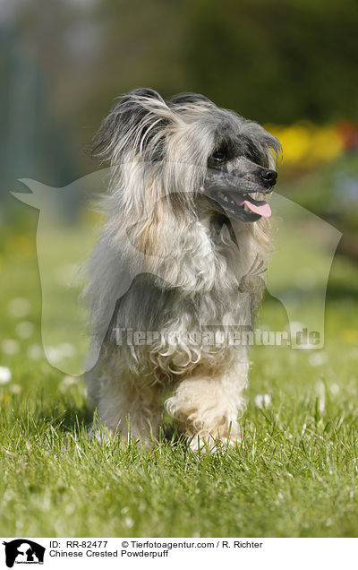 Chinese Crested Powderpuff / RR-82477