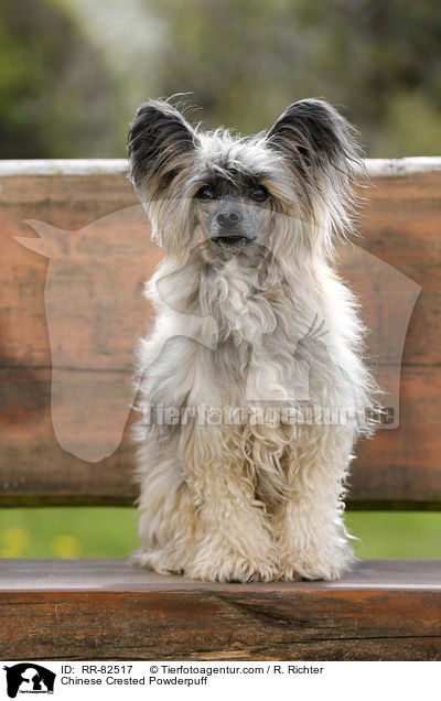 Chinese Crested Powderpuff / Chinese Crested Powderpuff / RR-82517