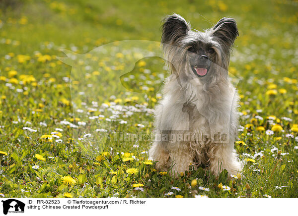 sitzender Chinese Crested Powderpuff / sitting Chinese Crested Powderpuff / RR-82523