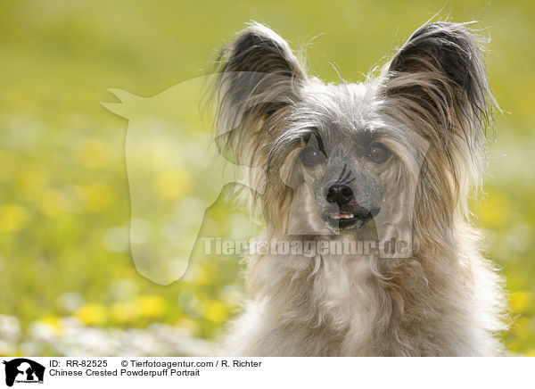 Chinese Crested Powderpuff Portrait / Chinese Crested Powderpuff Portrait / RR-82525