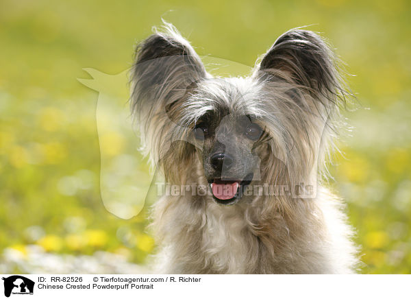 Chinese Crested Powderpuff Portrait / Chinese Crested Powderpuff Portrait / RR-82526