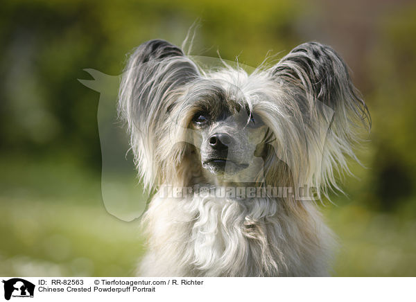 Chinese Crested Powderpuff Portrait / RR-82563