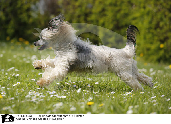 running Chinese Crested Powderpuff / RR-82569