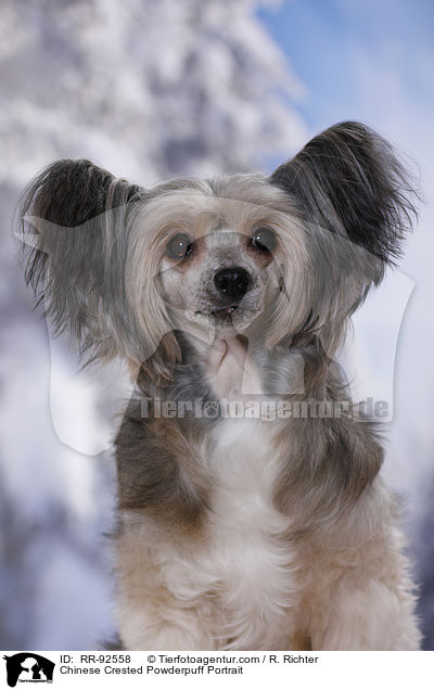 Chinese Crested Powderpuff Portrait / Chinese Crested Powderpuff Portrait / RR-92558