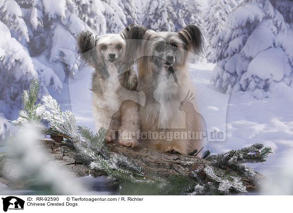 Chinese Crested Dogs / Chinese Crested Dogs / RR-92590