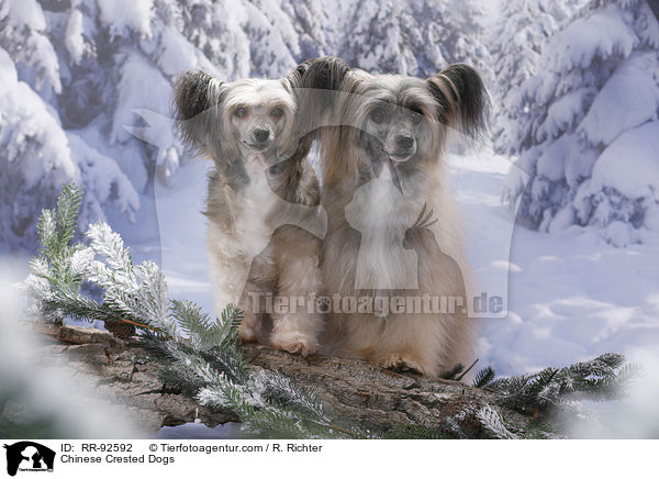 Chinese Crested Dogs / Chinese Crested Dogs / RR-92592