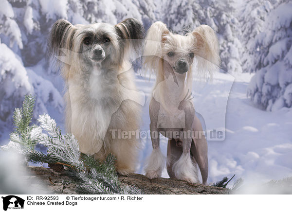 Chinese Crested Dogs / Chinese Crested Dogs / RR-92593