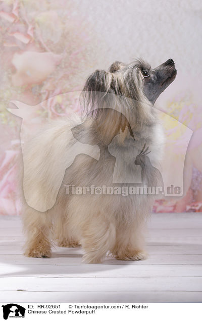 Chinese Crested Powderpuff / Chinese Crested Powderpuff / RR-92651