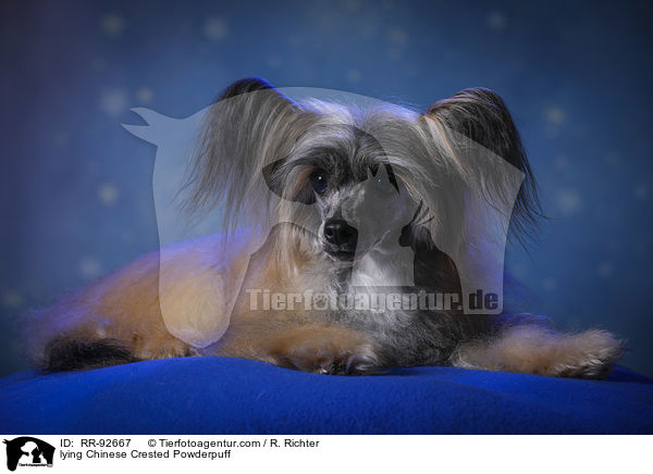 liegender Chinese Crested Powderpuff / lying Chinese Crested Powderpuff / RR-92667