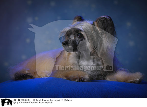 liegender Chinese Crested Powderpuff / lying Chinese Crested Powderpuff / RR-92668