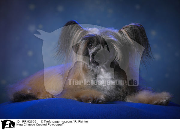 liegender Chinese Crested Powderpuff / lying Chinese Crested Powderpuff / RR-92669