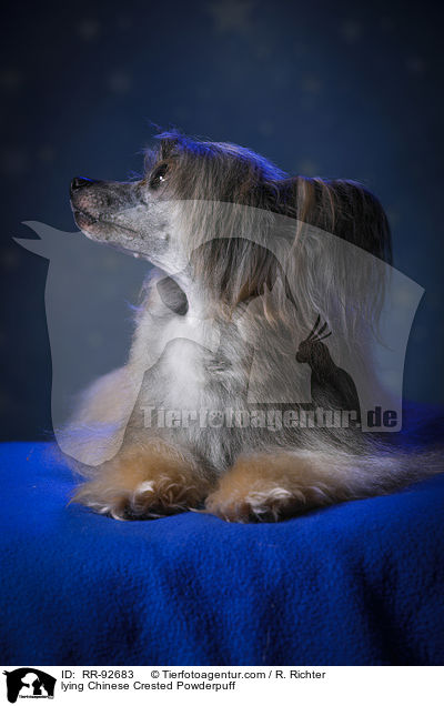 liegender Chinese Crested Powderpuff / lying Chinese Crested Powderpuff / RR-92683
