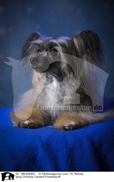 liegender Chinese Crested Powderpuff / lying Chinese Crested Powderpuff / RR-92685