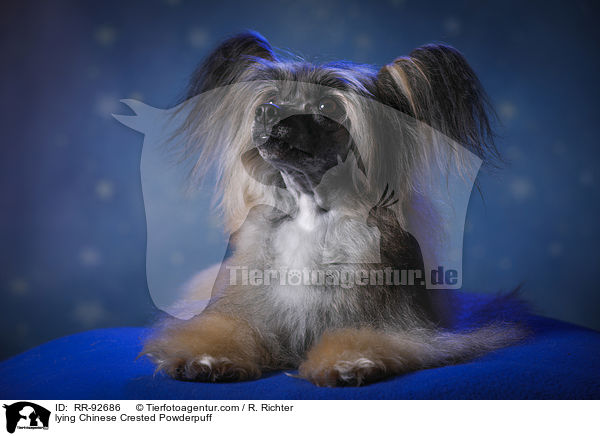 liegender Chinese Crested Powderpuff / lying Chinese Crested Powderpuff / RR-92686