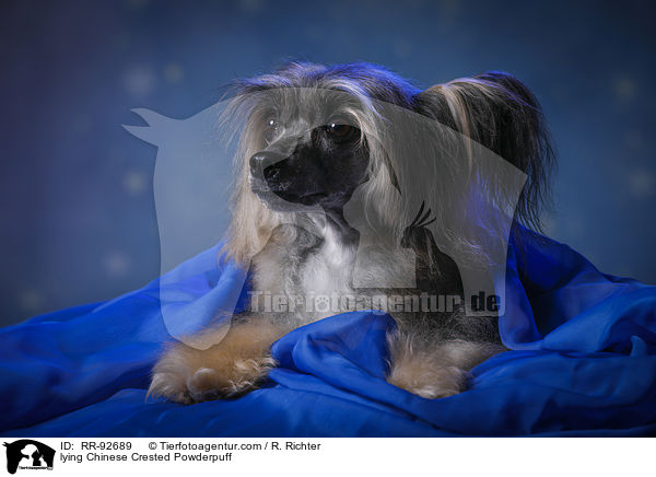 liegender Chinese Crested Powderpuff / lying Chinese Crested Powderpuff / RR-92689