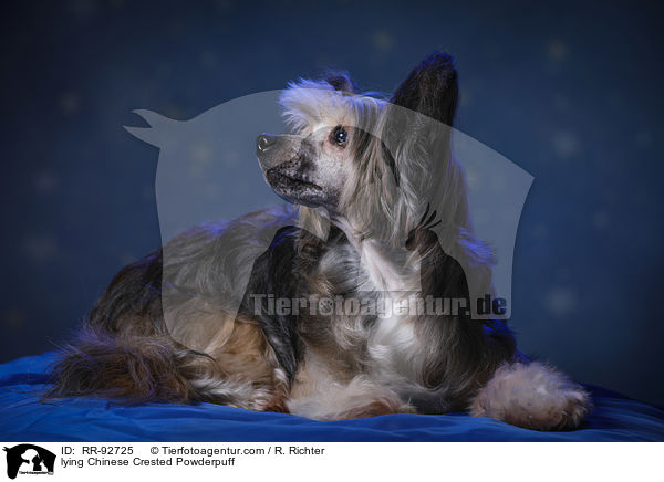 liegender Chinese Crested Powderpuff / lying Chinese Crested Powderpuff / RR-92725