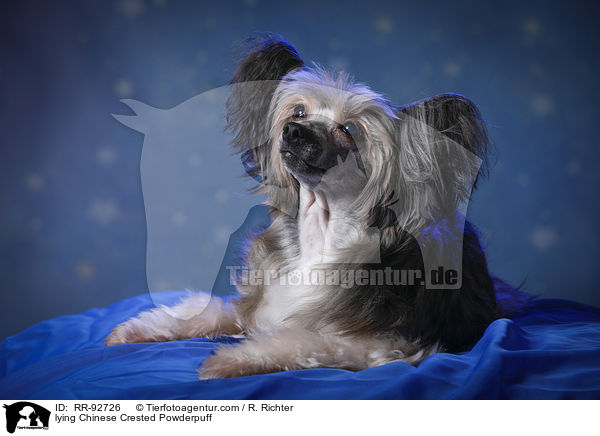 liegender Chinese Crested Powderpuff / lying Chinese Crested Powderpuff / RR-92726