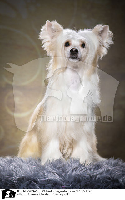 sitzender Chinesischer Schopfhund Powderpuff / sitting Chinese Crested Powderpuff / RR-98343