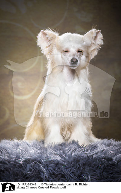 sitzender Chinesischer Schopfhund Powderpuff / sitting Chinese Crested Powderpuff / RR-98349