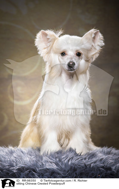 sitzender Chinesischer Schopfhund Powderpuff / sitting Chinese Crested Powderpuff / RR-98350