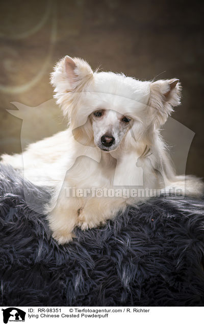 liegender Chinesischer Schopfhund Powderpuff / lying Chinese Crested Powderpuff / RR-98351