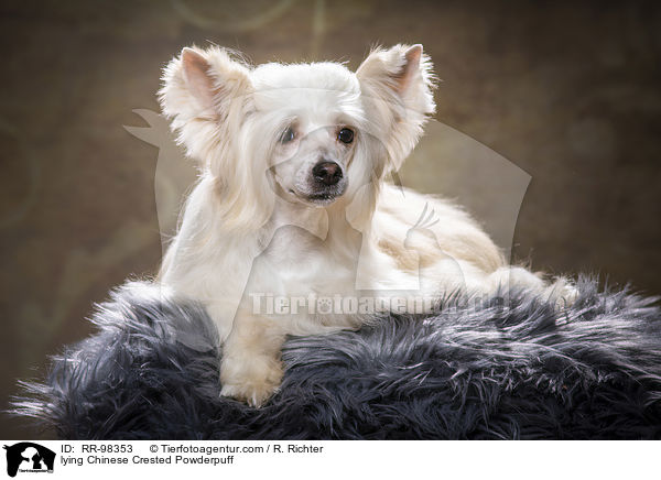 liegender Chinesischer Schopfhund Powderpuff / lying Chinese Crested Powderpuff / RR-98353