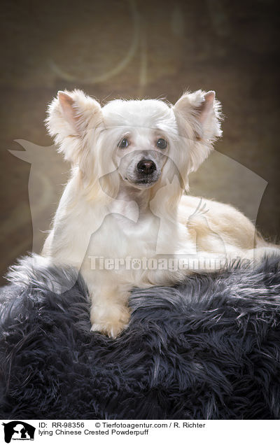 liegender Chinesischer Schopfhund Powderpuff / lying Chinese Crested Powderpuff / RR-98356