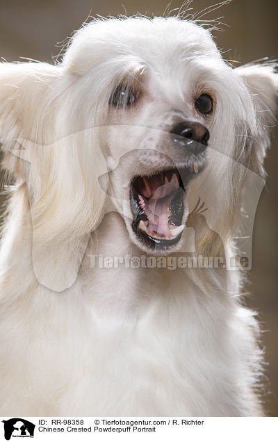 Chinesischer Schopfhund Powderpuff Portrait / Chinese Crested Powderpuff Portrait / RR-98358