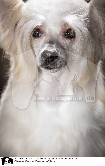 Chinesischer Schopfhund Powderpuff Gesicht / Chinese Crested Powderpuff face / RR-98362