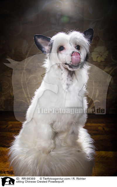 sitzender Chinesischer Schopfhund Powderpuff / sitting Chinese Crested Powderpuff / RR-98369