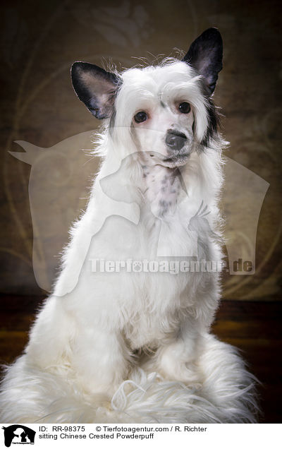 sitzender Chinesischer Schopfhund Powderpuff / sitting Chinese Crested Powderpuff / RR-98375