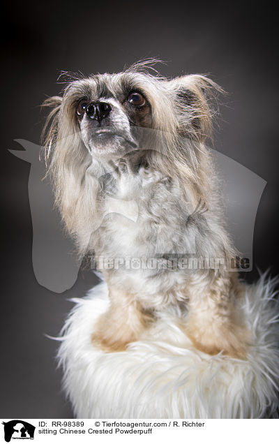 sitzender Chinesischer Schopfhund Powderpuff / sitting Chinese Crested Powderpuff / RR-98389