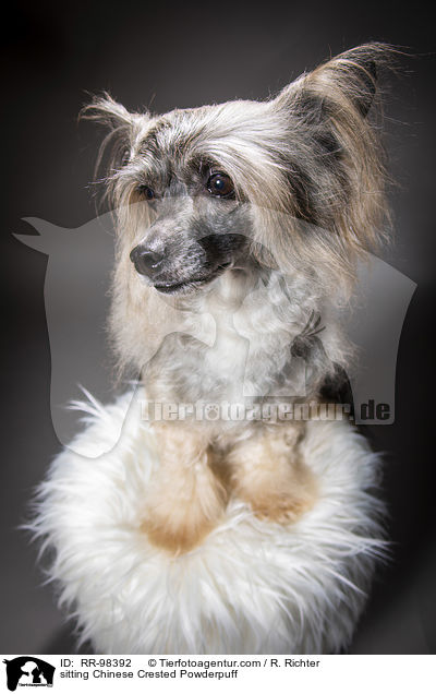 sitzender Chinesischer Schopfhund Powderpuff / sitting Chinese Crested Powderpuff / RR-98392