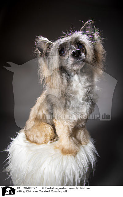 sitzender Chinesischer Schopfhund Powderpuff / sitting Chinese Crested Powderpuff / RR-98397