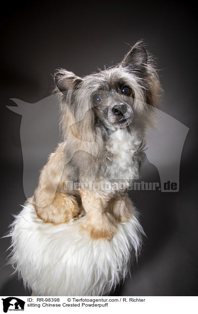 sitzender Chinesischer Schopfhund Powderpuff / sitting Chinese Crested Powderpuff / RR-98398