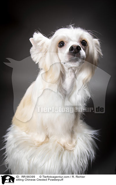 sitzender Chinesischer Schopfhund Powderpuff / sitting Chinese Crested Powderpuff / RR-98399