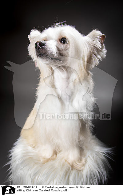 sitzender Chinesischer Schopfhund Powderpuff / sitting Chinese Crested Powderpuff / RR-98401