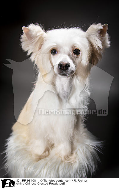 sitzender Chinesischer Schopfhund Powderpuff / sitting Chinese Crested Powderpuff / RR-98408