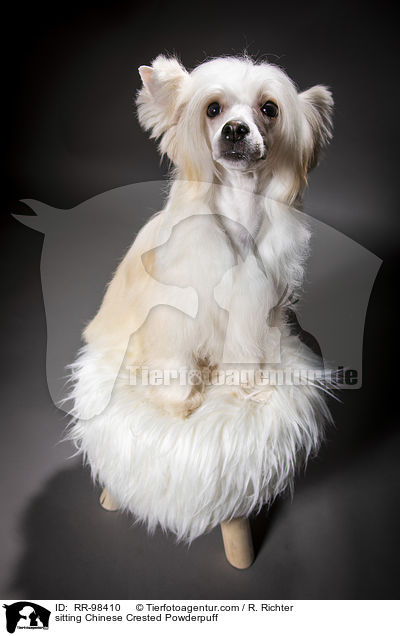 sitzender Chinesischer Schopfhund Powderpuff / sitting Chinese Crested Powderpuff / RR-98410