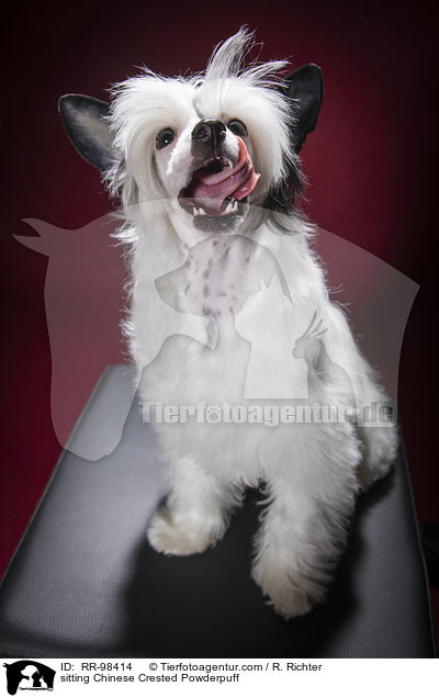 sitzender Chinesischer Schopfhund Powderpuff / sitting Chinese Crested Powderpuff / RR-98414