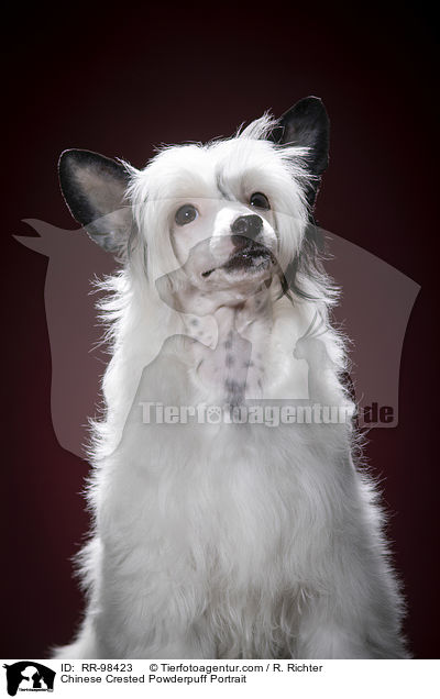 Chinesischer Schopfhund Powderpuff Portrait / Chinese Crested Powderpuff Portrait / RR-98423