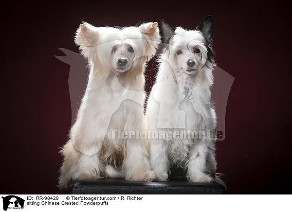 sitzende Chinesische Schopfhunde Powderpuff / sitting Chinese Crested Powderpuffs / RR-98429