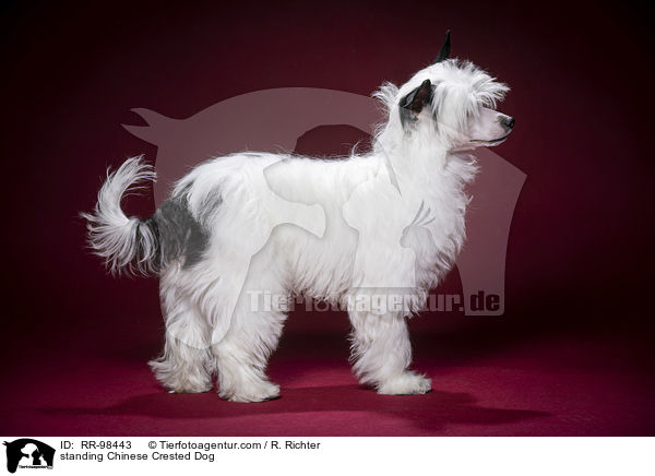 stehender Chinesischer Schopfhund / standing Chinese Crested Dog / RR-98443