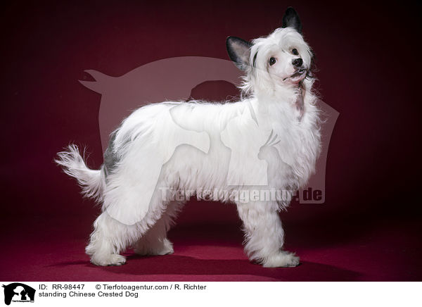 stehender Chinesischer Schopfhund / standing Chinese Crested Dog / RR-98447