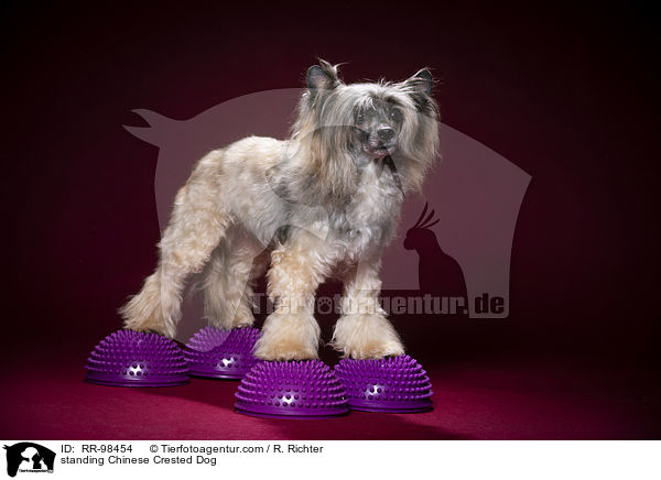 stehender Chinesischer Schopfhund / standing Chinese Crested Dog / RR-98454
