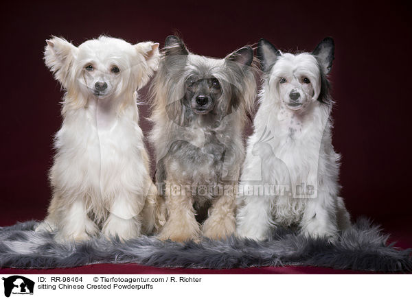 sitzende Chinesische Schopfhunde Powderpuff / sitting Chinese Crested Powderpuffs / RR-98464