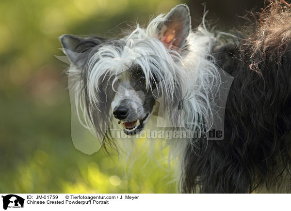 Chinese Crested Powderpuff Portrait / JM-01759