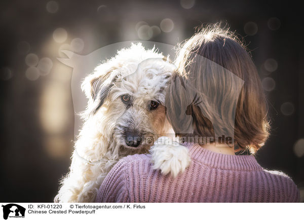 Chinese Crested Powderpuff / Chinese Crested Powderpuff / KFI-01220